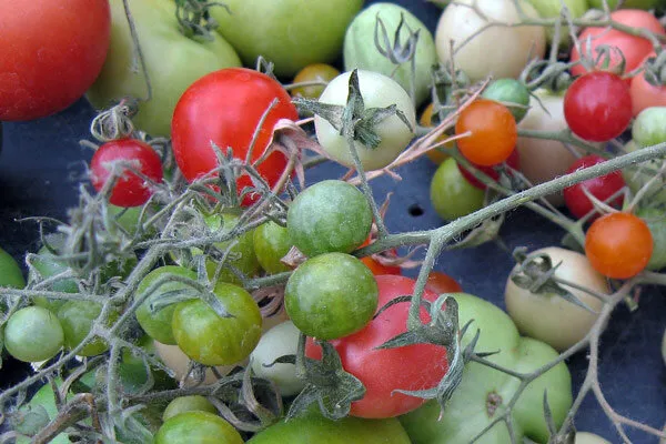 Tomates mûres et vertes