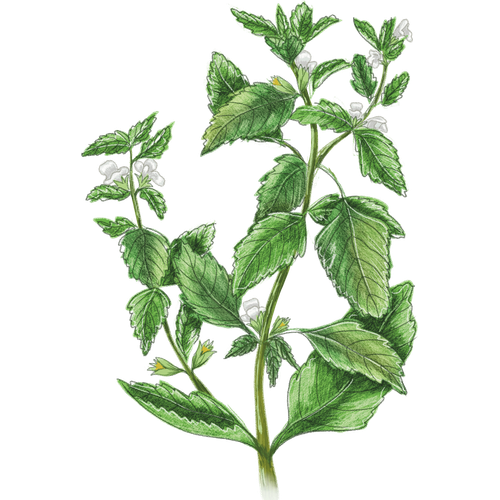 Mélisse et autres variétés