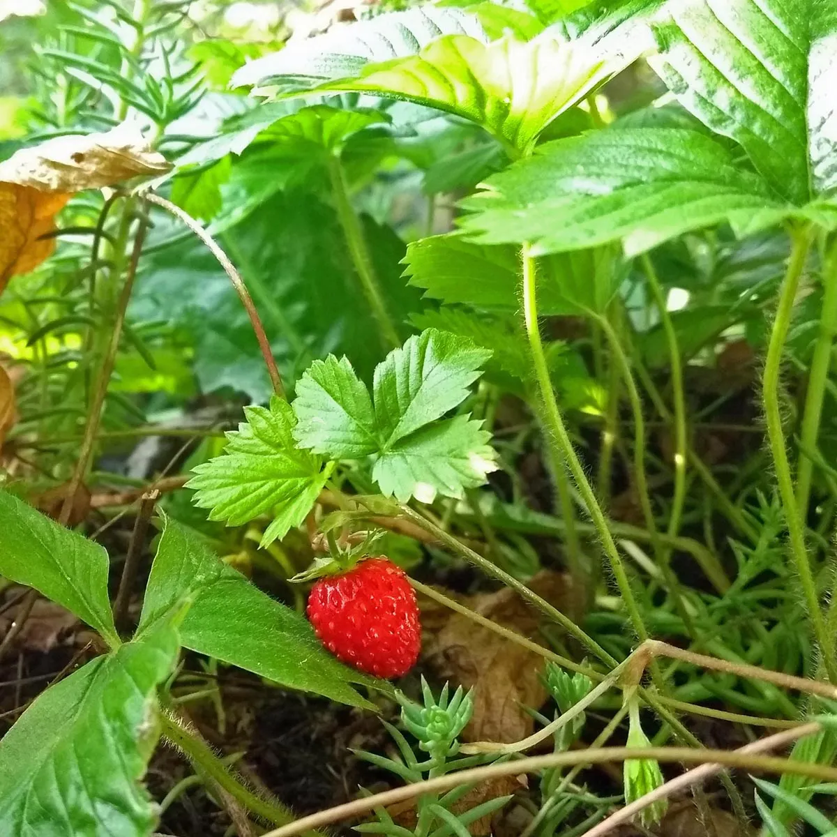Wilderdbeere / Walderdbeere (Fragaria vesca) Samen