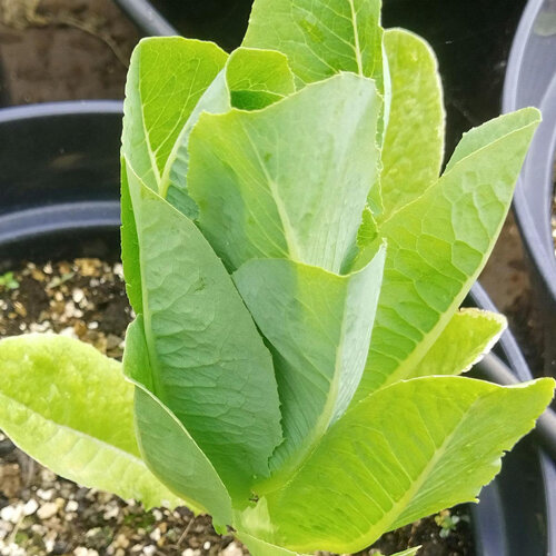 Jeune laitue romaine aux feuilles dressées et allongées