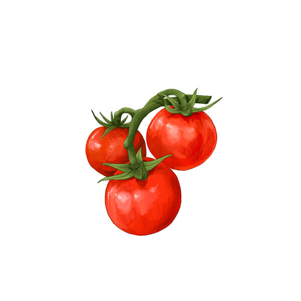 Illustration : trois tomates rouges mûres sur une grappe