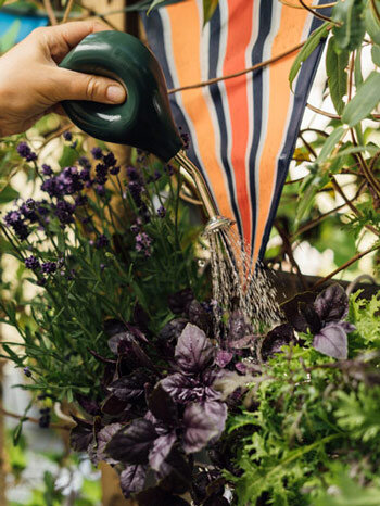 Herbes aromatiques dans un sac de plantation suspendu, arrosées avec un petit arrosoir