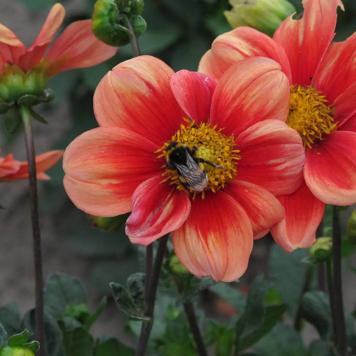 Niedriger Dahlien-Mix (Dahlia variabilis) Samen