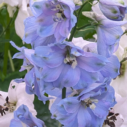 Pied-d'alouette vivace (Delphinium cultorum) aux fleurs bleu clair