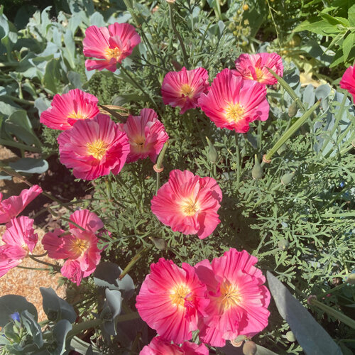 Pavot d'or de Californie 'Rose Chiffon' (Eschscholzia californica) aux fleurs roses
