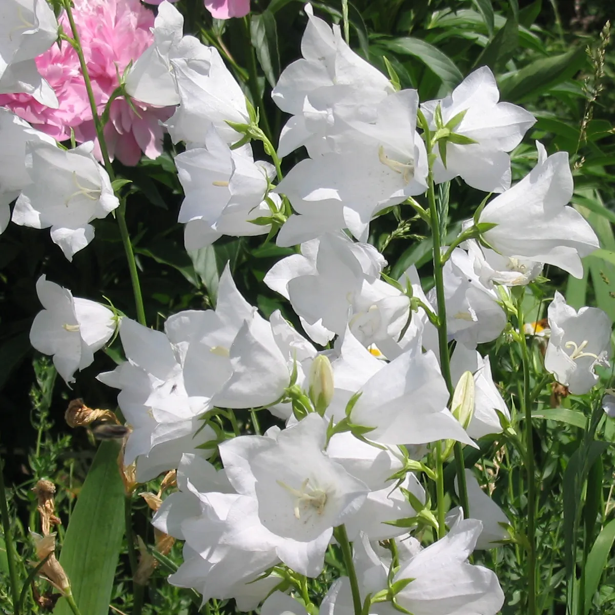 Pfirsichblättrige Glockenblume 'Alba' (Campanula persicifolia)