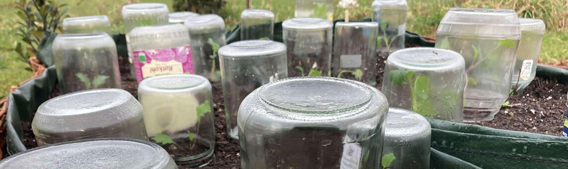 Avancer la récolte : bocaux à conserves retournés en cloches sur de jeunes plants au potager