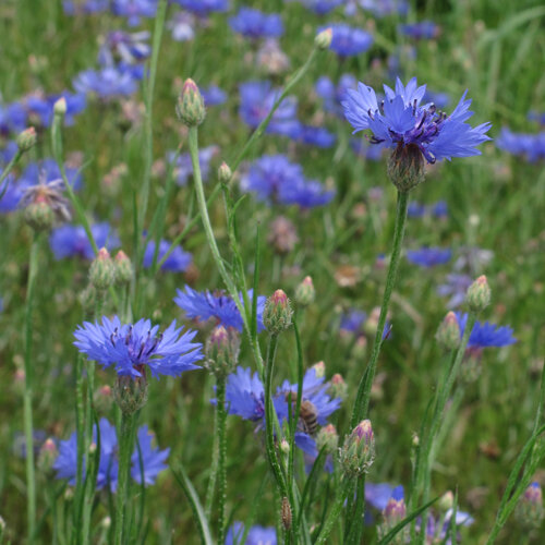 Bleuets (Centaurea cyanus) aux fleurs bleu vif et boutons dans une prairie