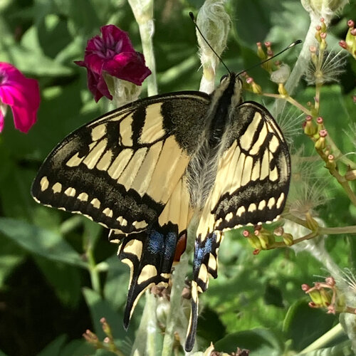 Machaon butinant une fleur, à côté de fleurs roses