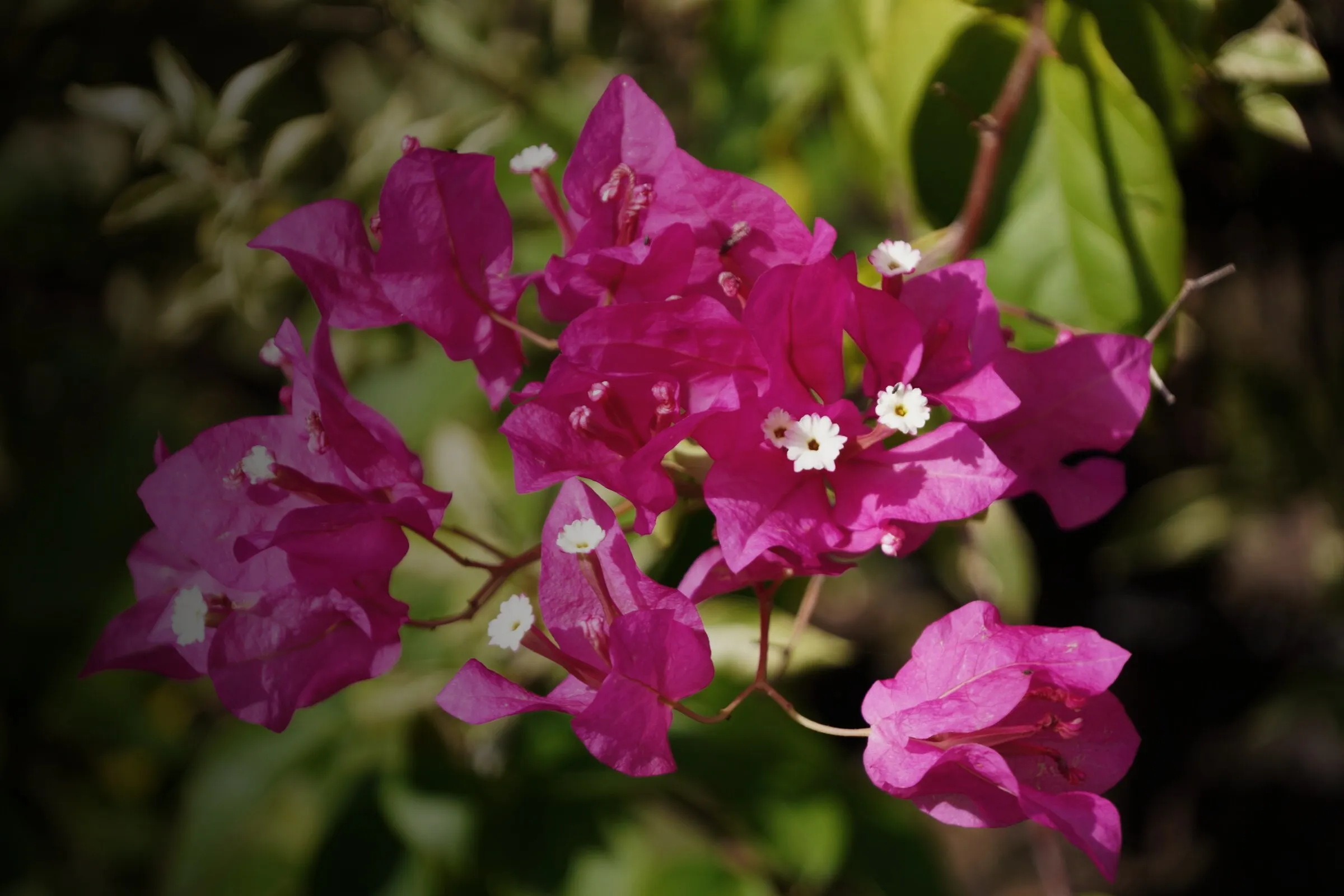 Pinke Bougainvillea-Blüten vor Grün