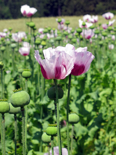 Pavot somnifère (Papaver somniferum) aux fleurs blanc violet et capsules vertes dans un champ