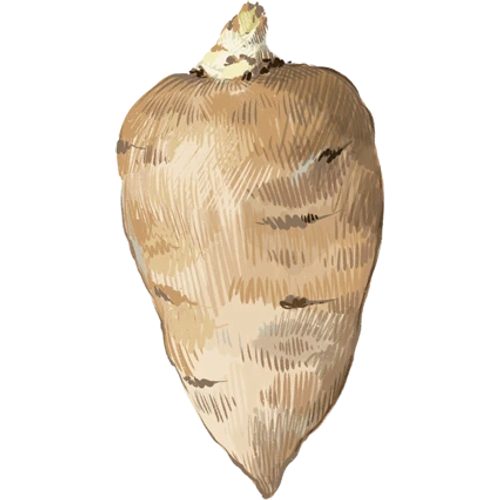Pommes de terre & topinambours