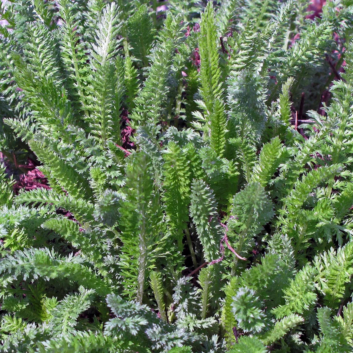Schafgarbe (Achillea millefolium) Samen