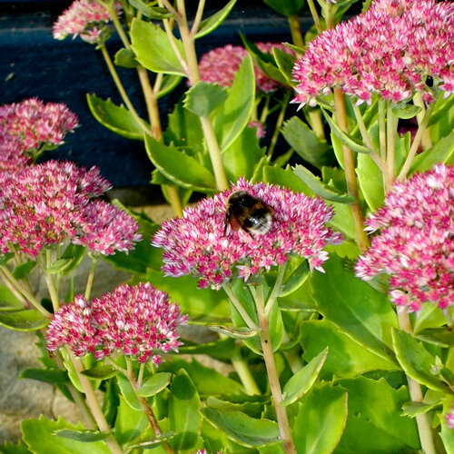 Orpin (Sedum spectabile) aux inflorescences roses, un bourdon posé sur l’une d’elles