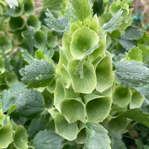 Molucelle aux calices vert clair en forme de coquillage le long de la tige