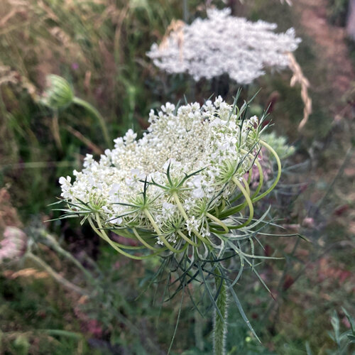 Carotte sauvage (Daucus carota) à l'ombelle blanche délicate