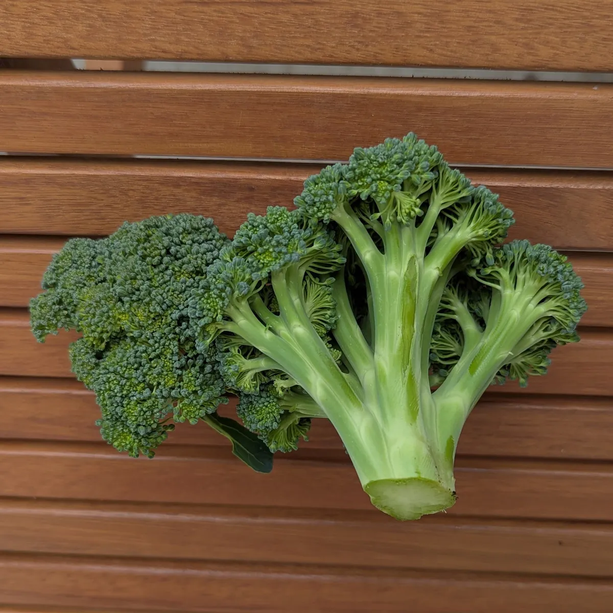 Brokkoli 'Limba' (Brassica oleracea var. italica) Bio-Saatgut