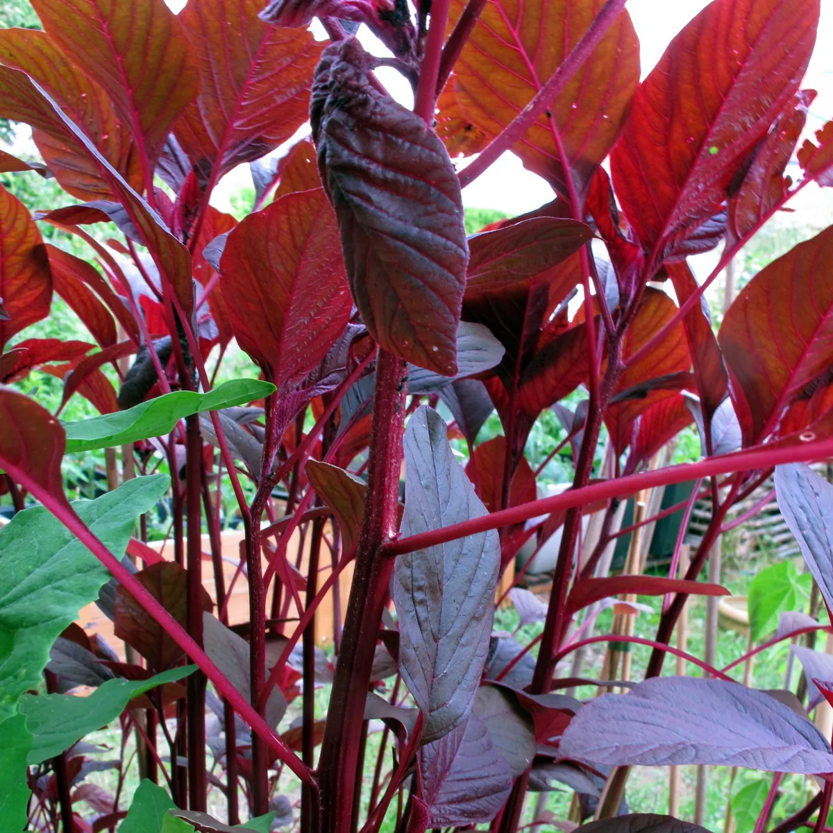 Roter Meier (Amaranthus lividus) Samen