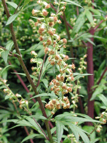 Armoise commune (Artemisia vulgaris) aux petits capitules sur tiges rougeâtres