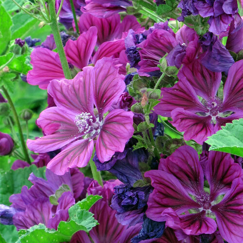 Mauve de Mauritanie aux fleurs violettes veinées de foncé