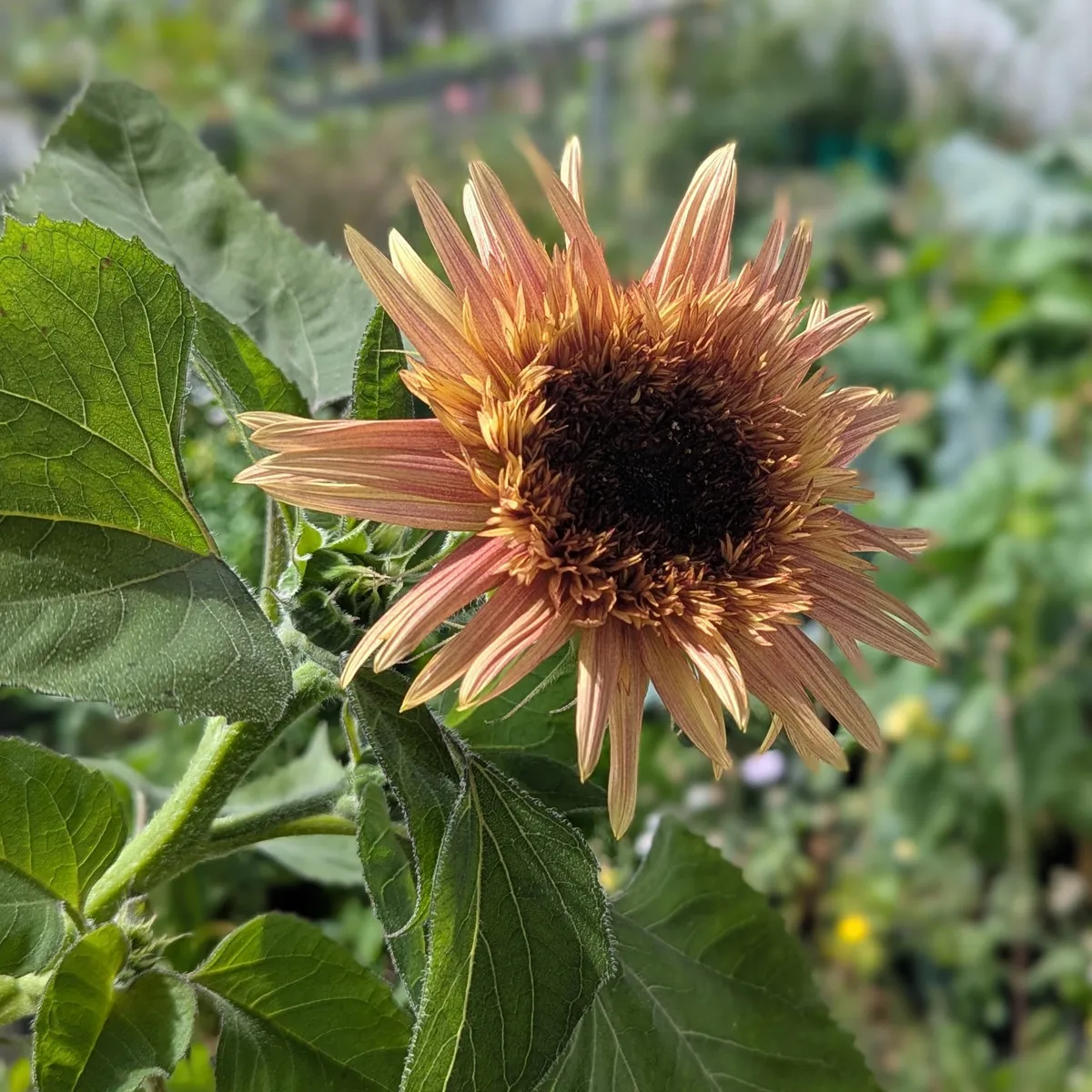 Altrosa Sonnenblume 'Astra Rose' (Helianthus annuus) Samen