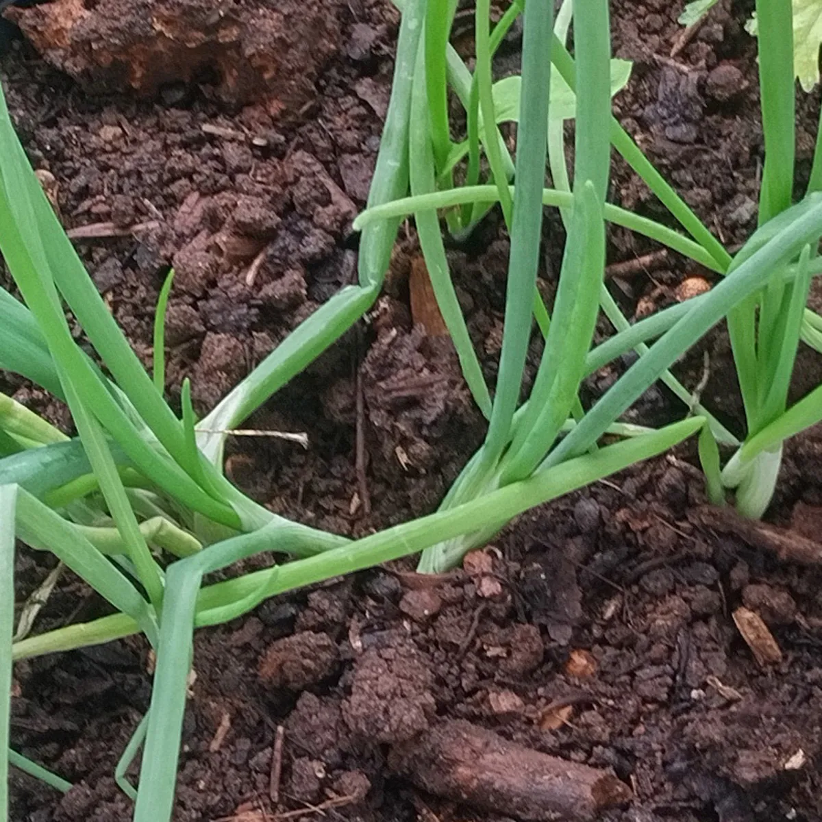 Zwiebel 'De Barletta' (Allium cepa) Samen