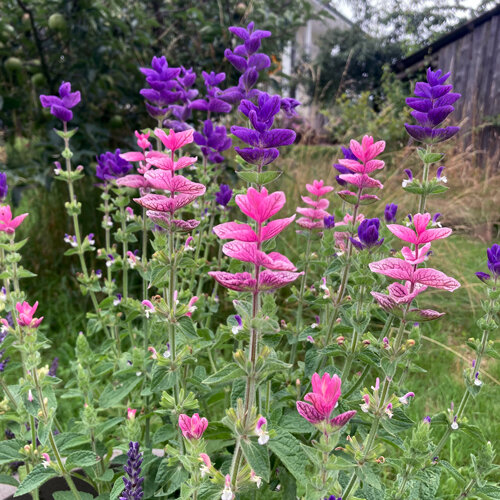 Sauge hormin (Salvia viridis) aux bractées roses et violettes au jardin
