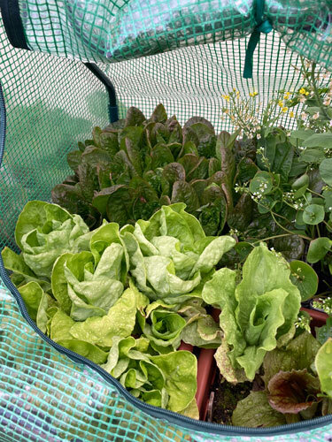 Salades d'hiver vertes et rouges sous une petite serre à bâche ouverte