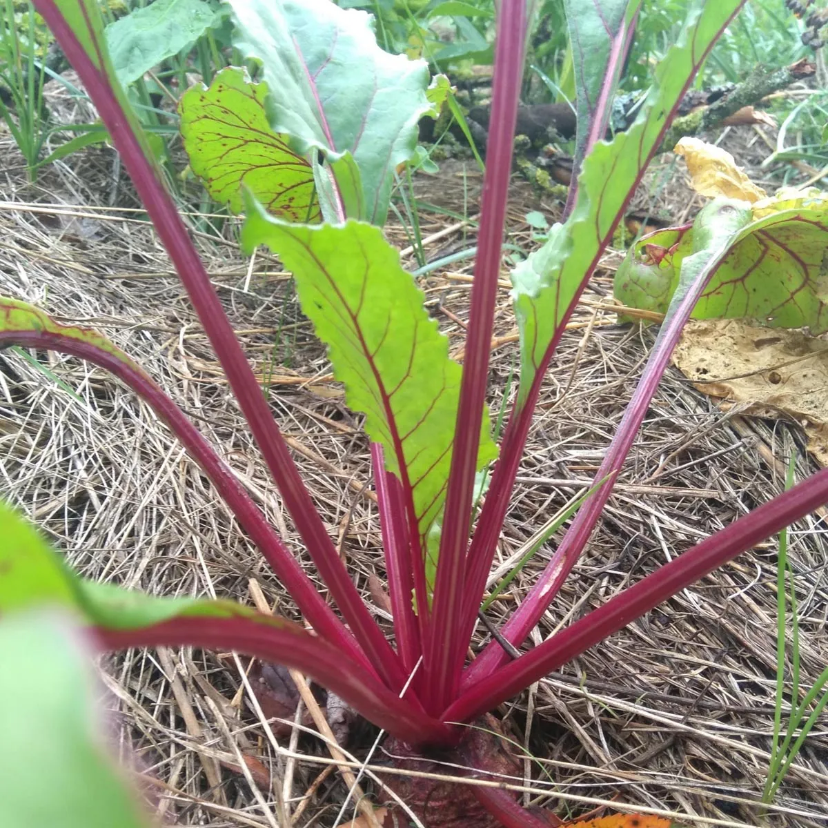 Rote Bete 'Boltardy' (Beta vulgaris) Samen