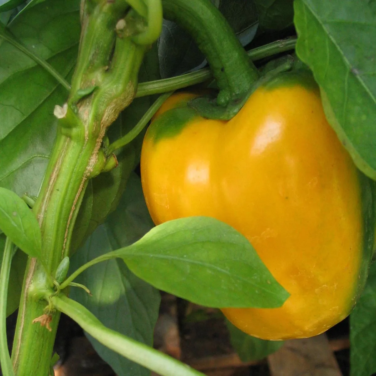Gelbe Paprika 'Quadrato D'asti Giallo' (Capsicum annuum) Samen