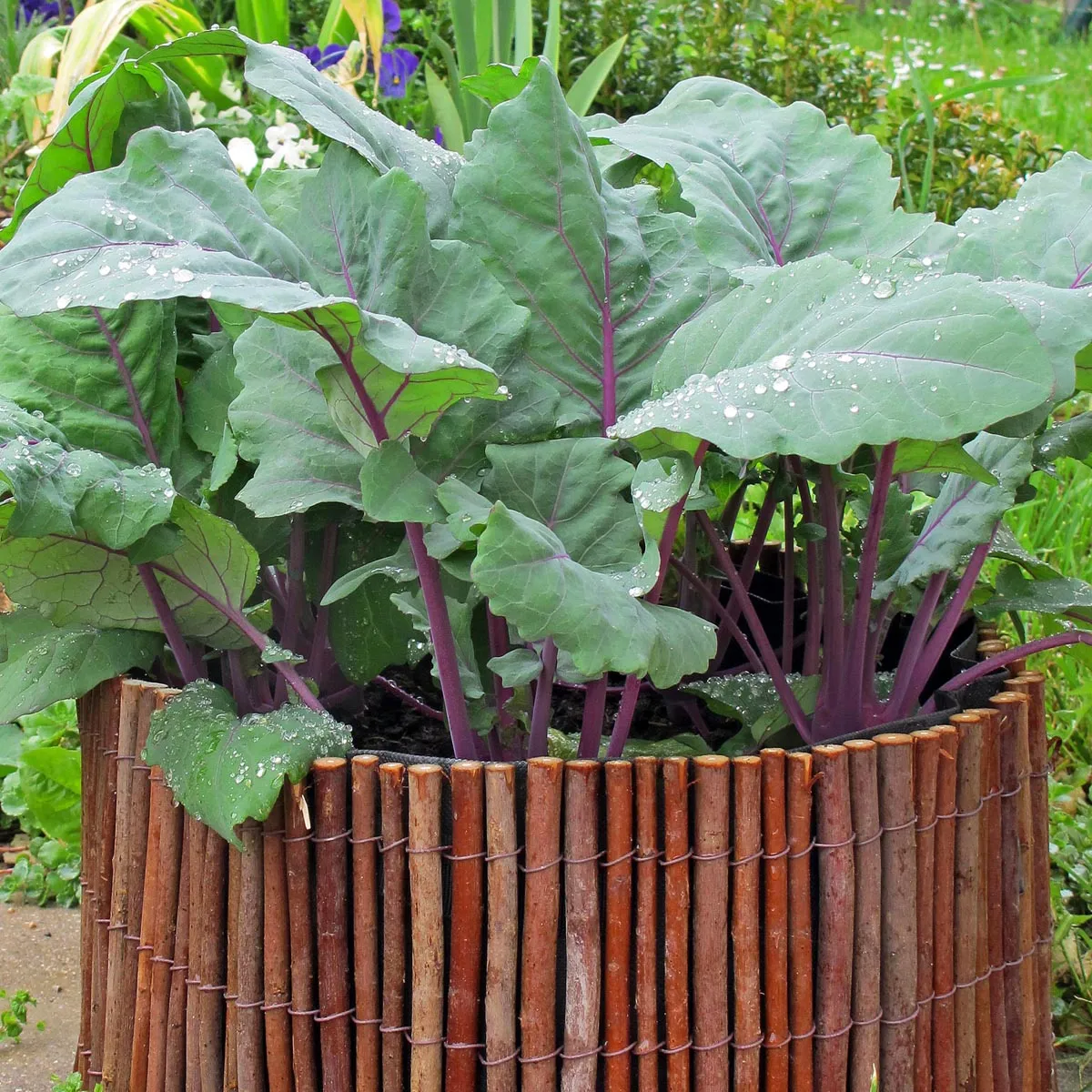 Violetter Kohlrabi 'Blauer Delikatess' (Brassica oleracea var. gongylodes) Samen