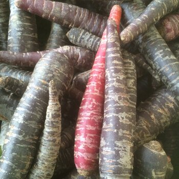 Carottes violettes et rouges, exemple de légumes-racines