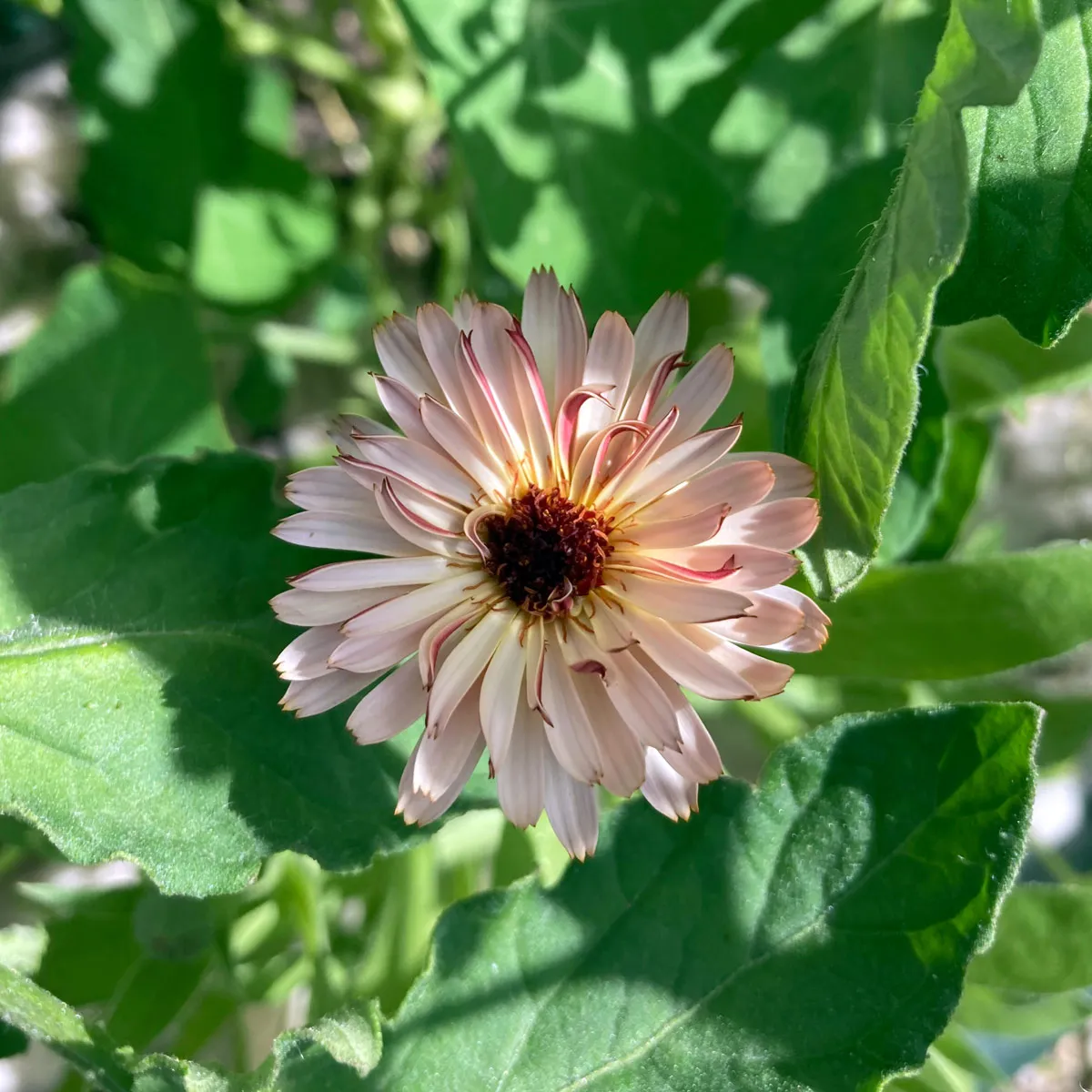 Apricofarbene Ringelblume 'Touch of Red Buff' (Calendula officinalis) Samen