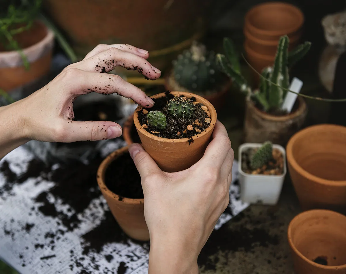 Semer des cactus