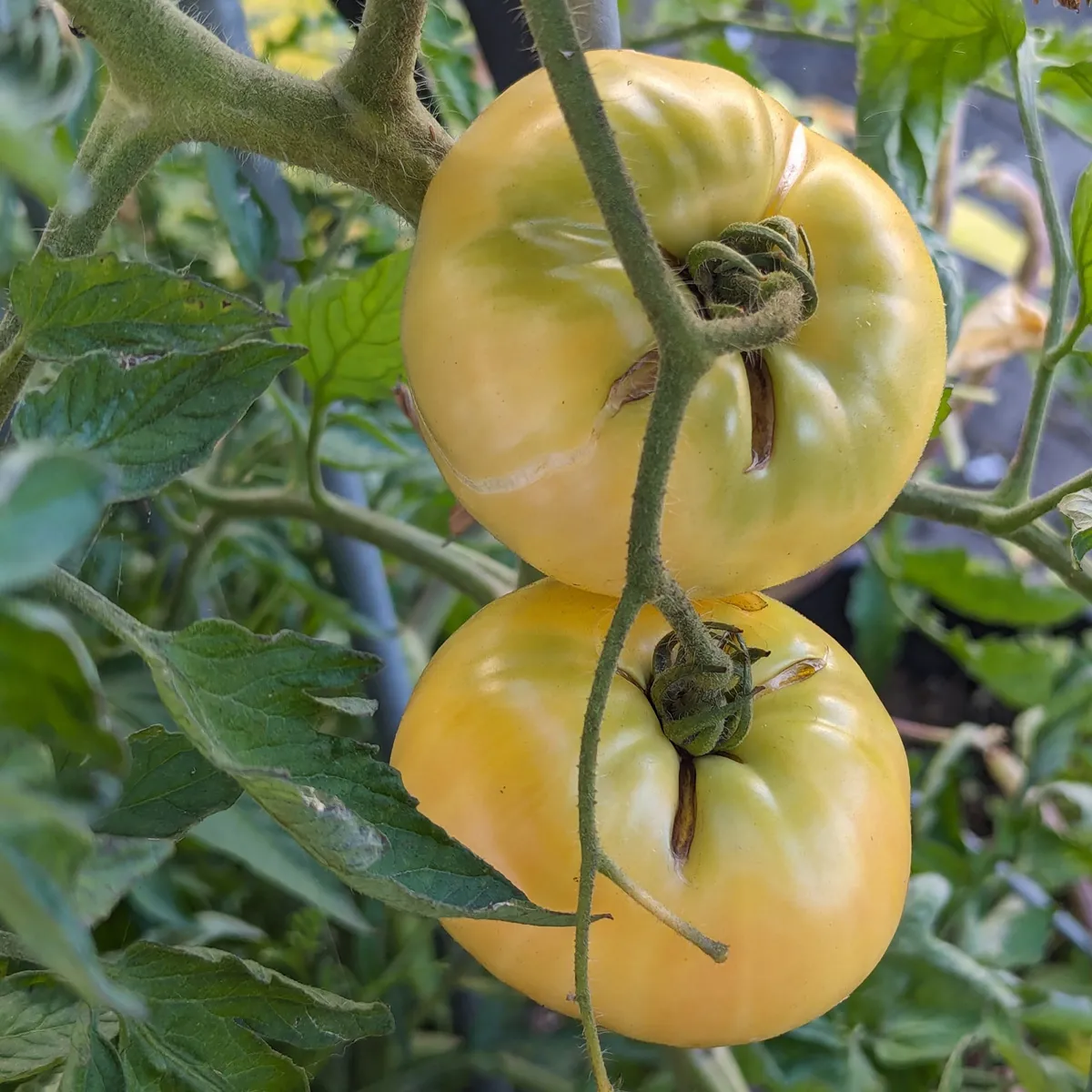 Fleischtomate 'Weiße Schönheit' (Solanum lycopersicum) Bio Saatgut