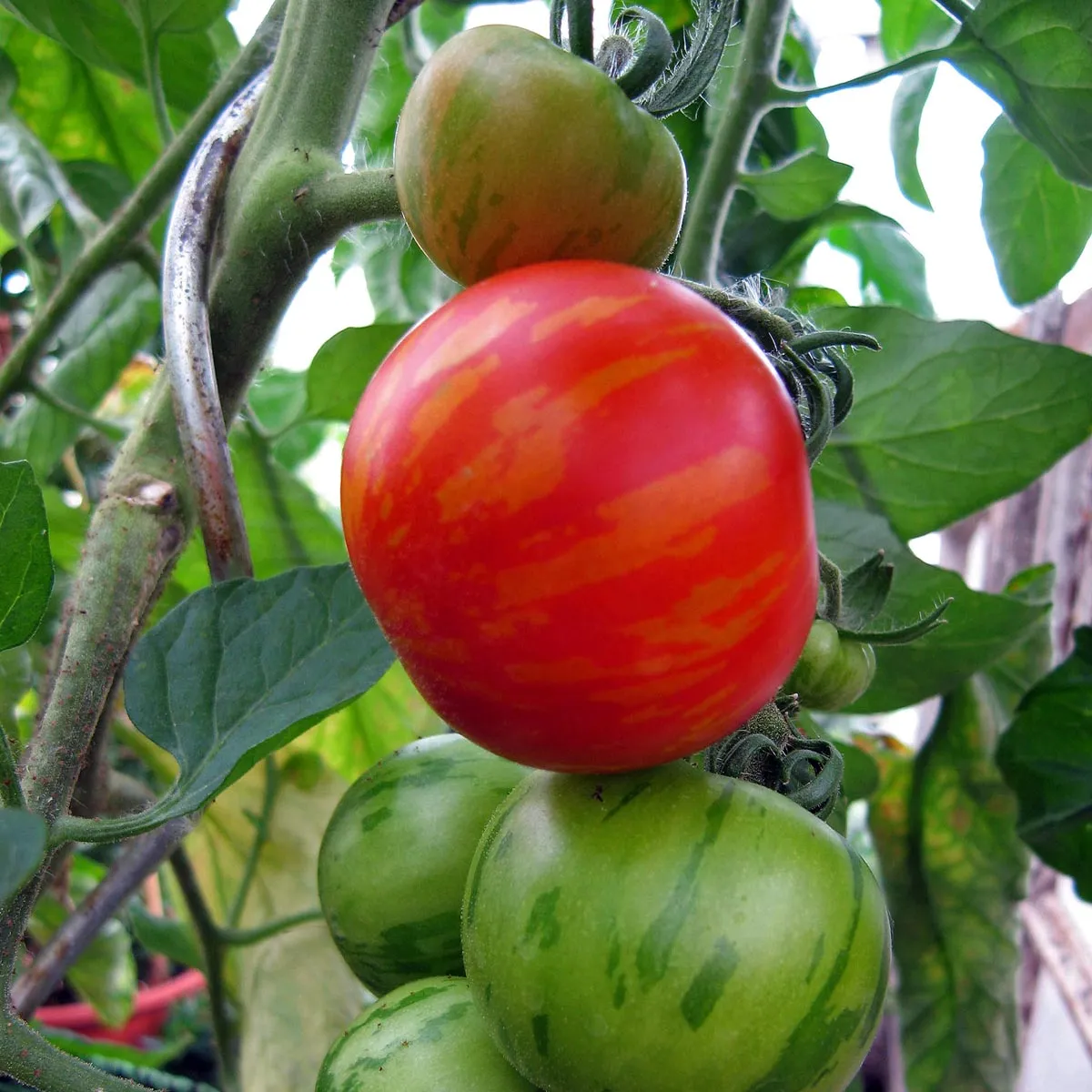 Gestreifte Tomate 'Tigerella' (Solanum lycopersicum) Samen