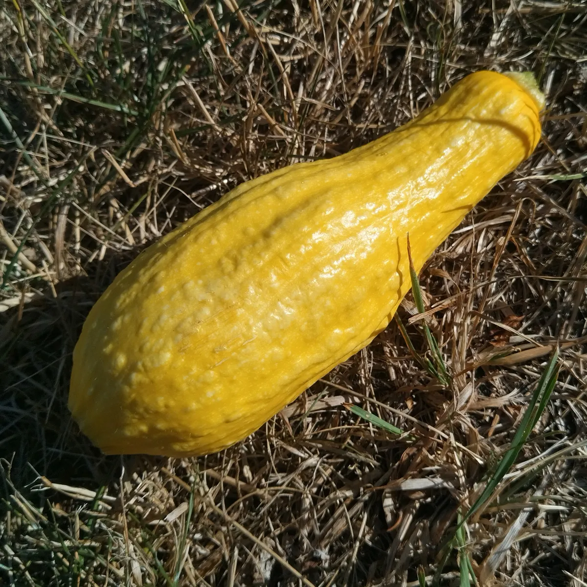 Gelbe Zucchini 'Yellow Crookneck' (Cucurbita pepo) Samen