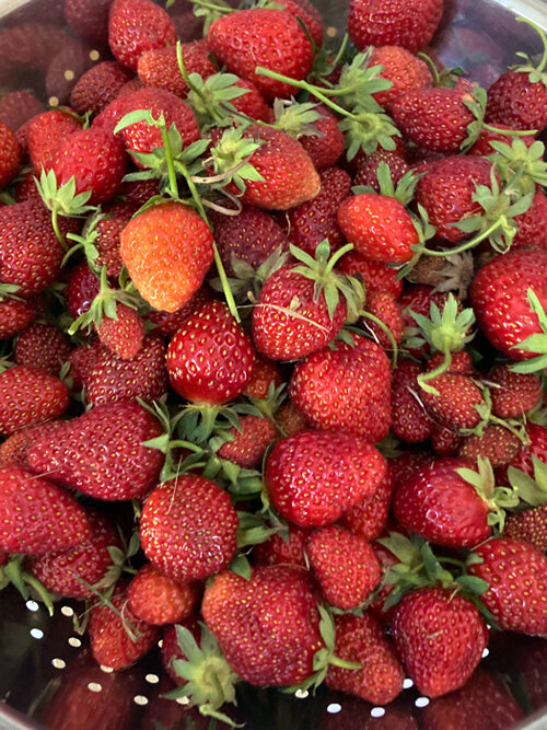 Fraises fraîchement cueillies dans une passoire