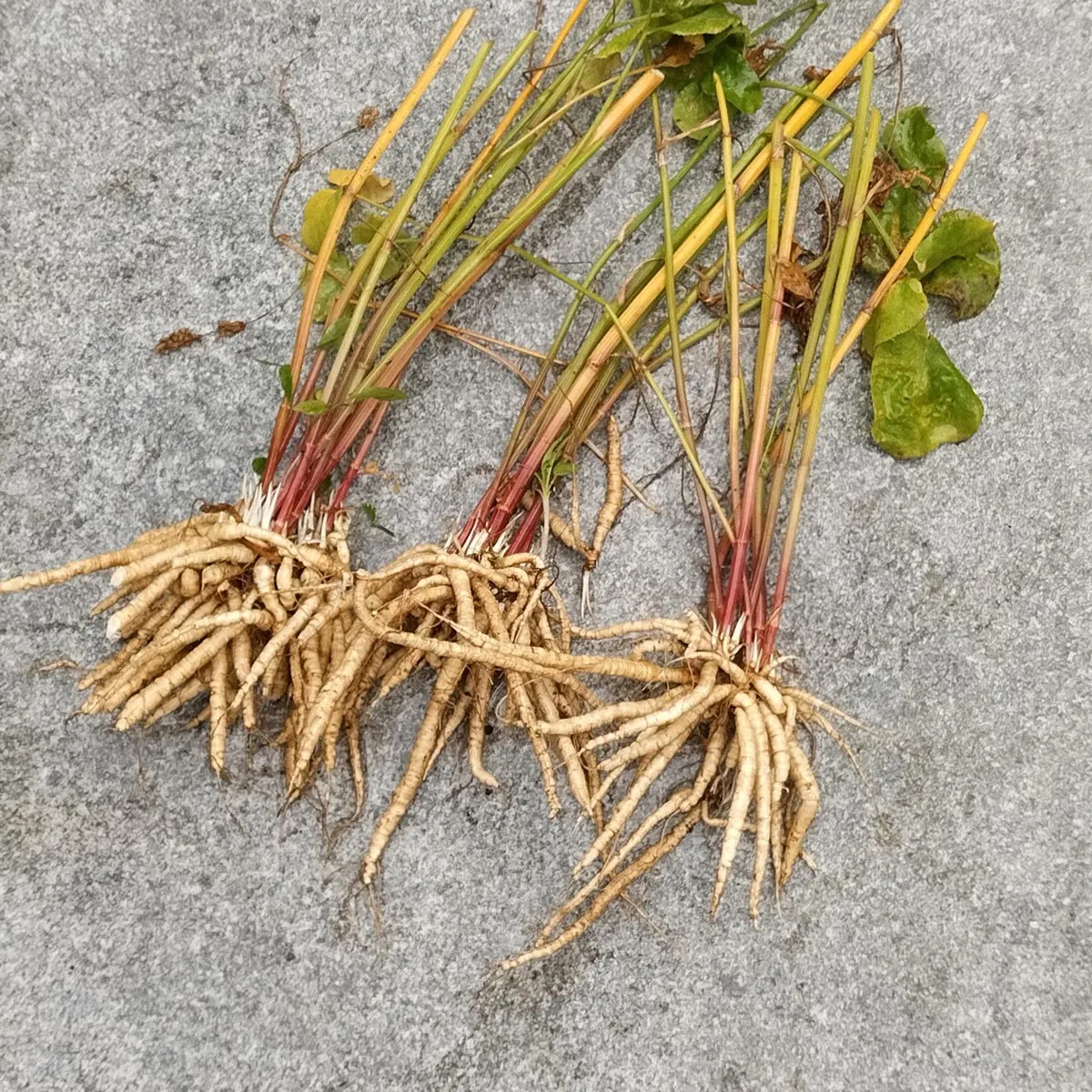 Zuckerwurzel (Sium sisarum) Samen