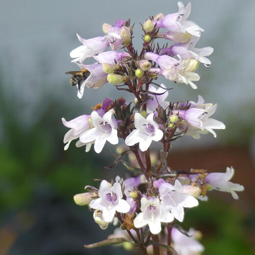 Penstemon 'Mystica' aux clochettes blanc lilas et une abeille