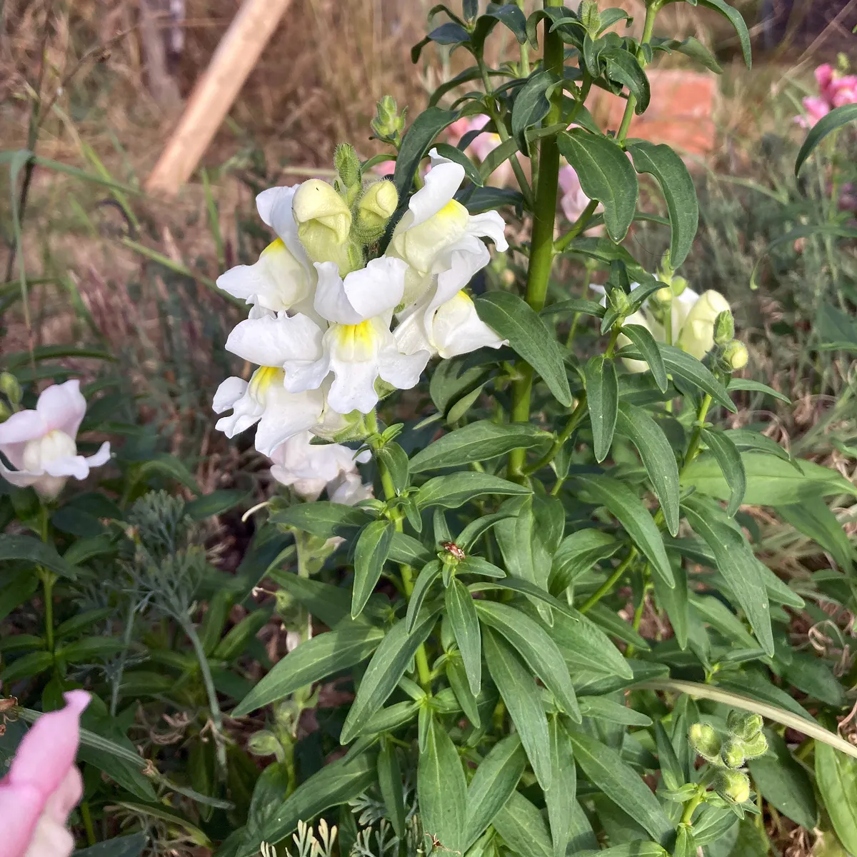 Weißes Löwenmäulchen 'Snowflake' (Antirrhinum majus) Samen