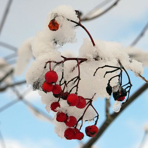 Baies rouges couvertes de neige sur des branches nues sous un ciel d'hiver bleu