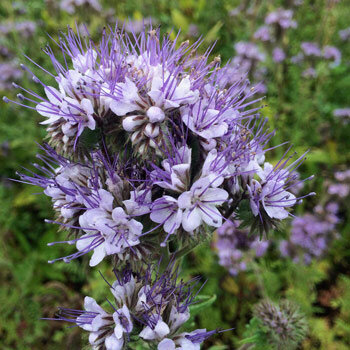 Inflorescence lilas de Phacélie à feuilles de tanaisie (Phacelia tanacetifolia)