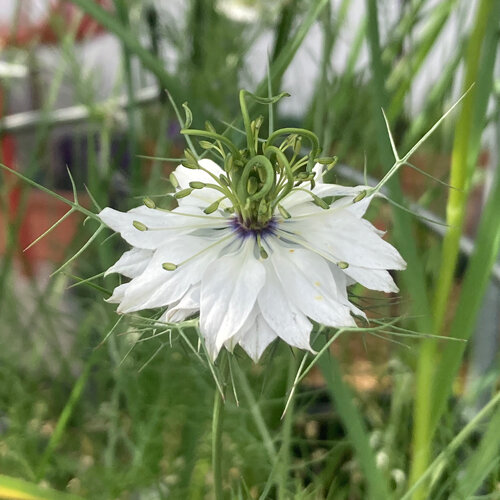 Fleur blanche de nigelle de Damas (Nigella damascena) aux bractées finement découpées