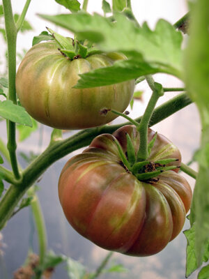 Tomates charnues