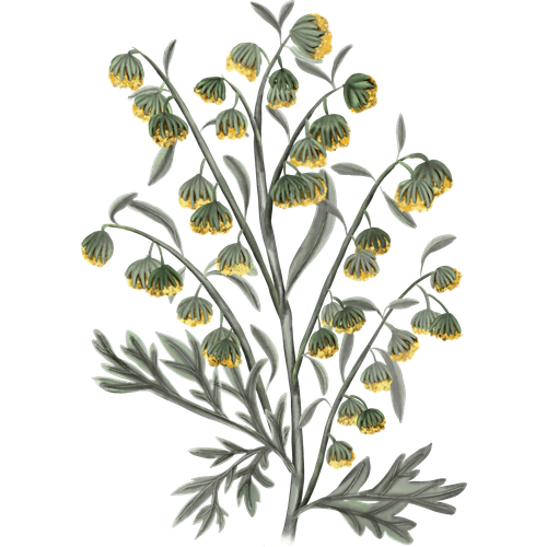 Artemisia-Arten