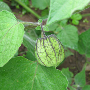 Physalis avec son calice vert en forme de lanterne sur la plante