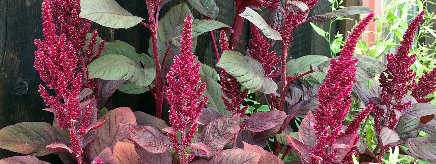 Amarante livide (Amaranthus lividus)