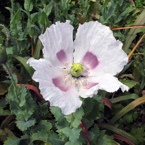 Fleur de pavot blanche avec des taches violettes à la base