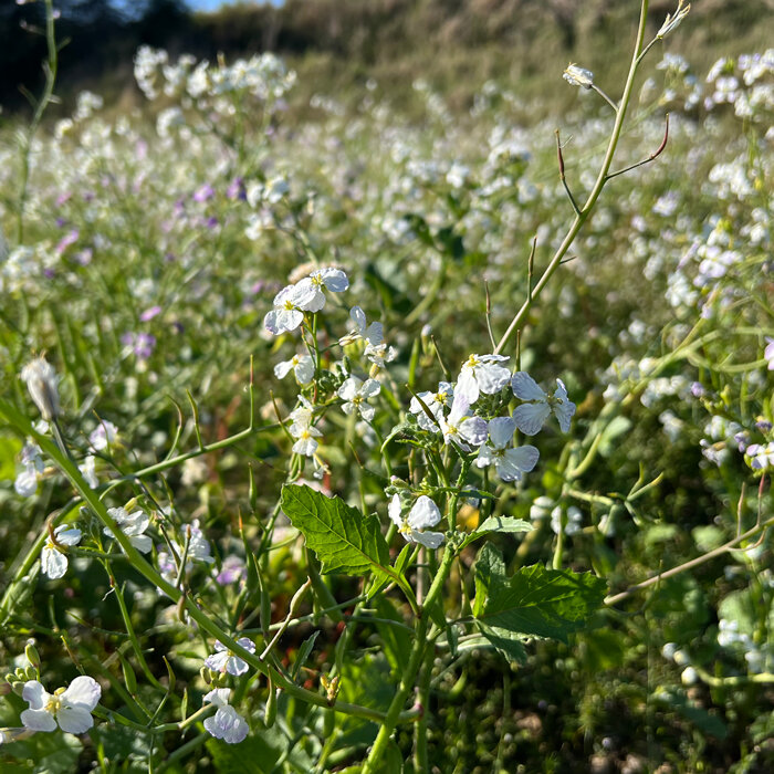 Champ de radis fourrager (Raphanus sativus) en fleurs blanches comme engrais vert